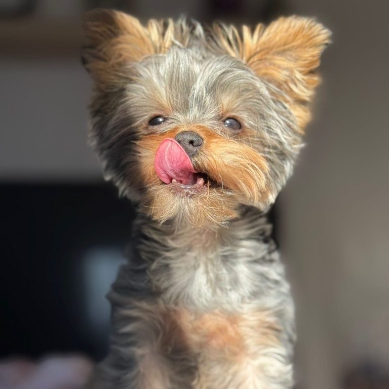 Kleiner Yorkshire Terrier mit zotteligem Fell, der seine Zunge herausstreckt.